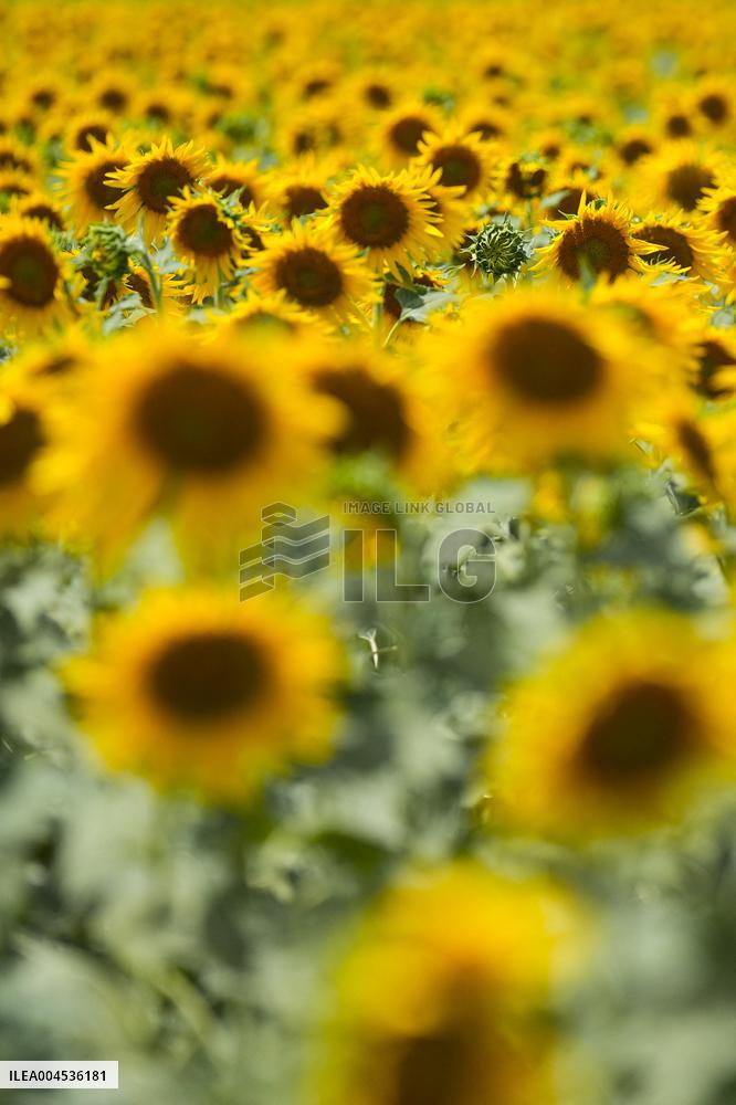 Sunflower Field Illustrations - Spain