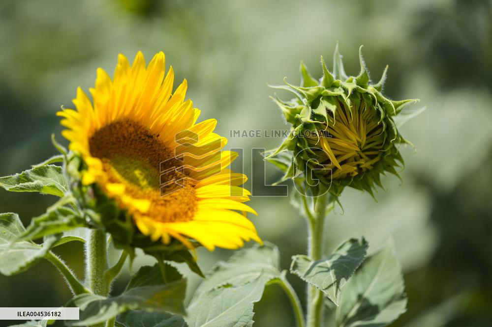 Sunflower Field Illustrations - Spain
