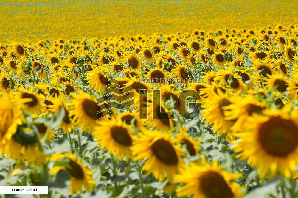 Sunflower Field Illustrations - Spain