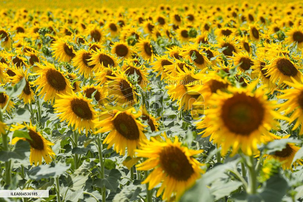 Sunflower Field Illustrations - Spain
