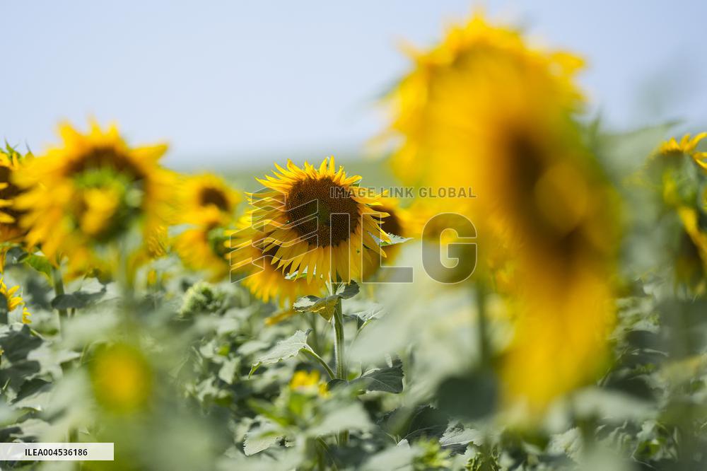 Sunflower Field Illustrations - Spain