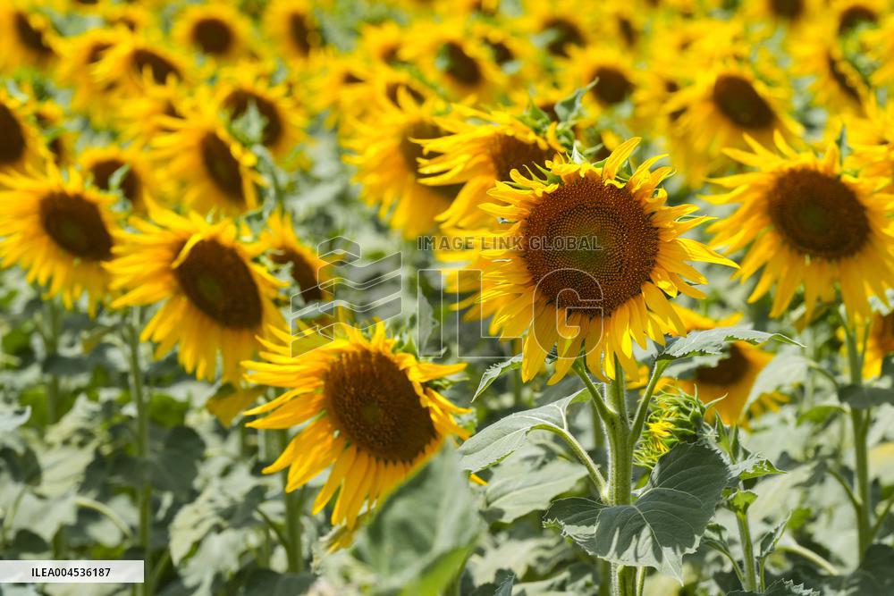 Sunflower Field Illustrations - Spain