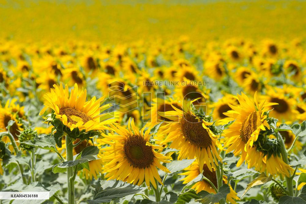 Sunflower Field Illustrations - Spain