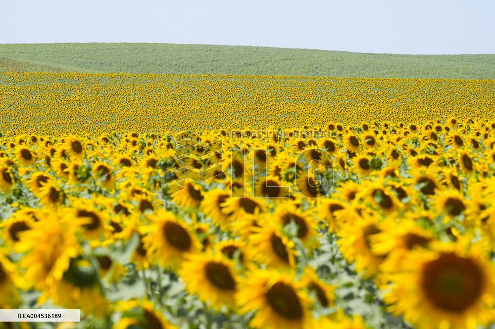 Sunflower Field Illustrations - Spain