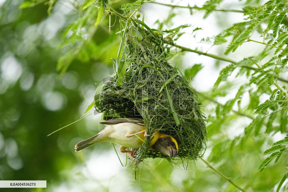 Baya Weaver Illustrations - India