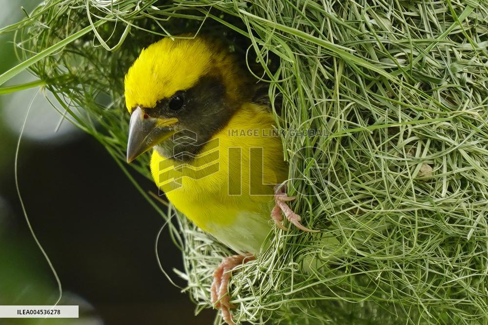 Baya Weaver Illustrations - India