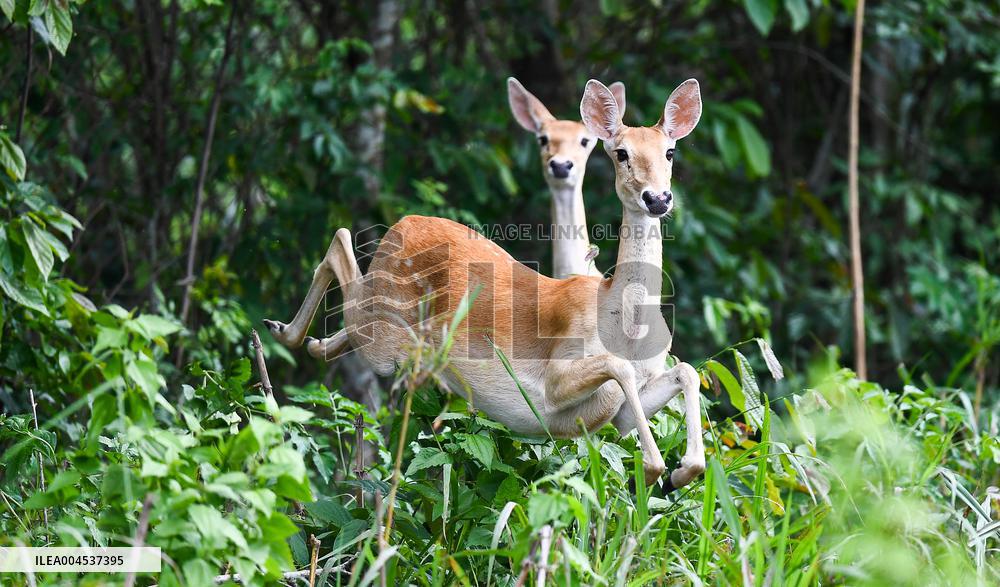 Eld s Deer At The Bangxi Provincial Nature Reserve - China