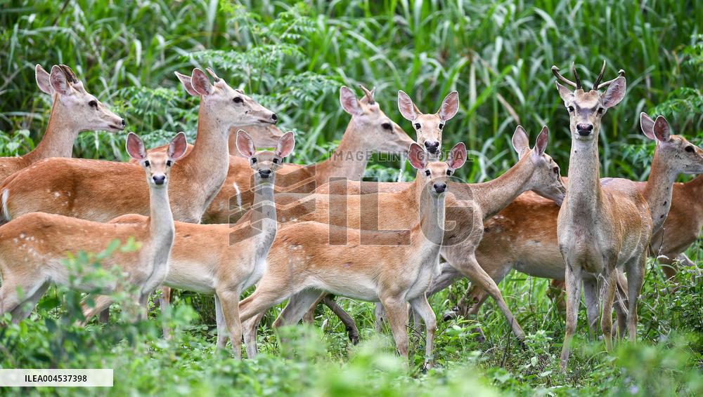 Eld s Deer At The Bangxi Provincial Nature Reserve - China
