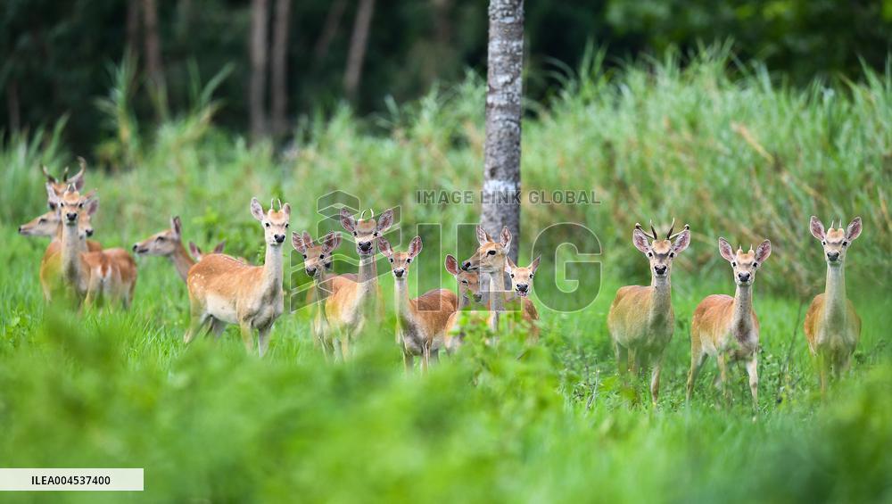 Eld s Deer At The Bangxi Provincial Nature Reserve - China