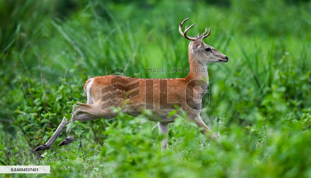 Eld s Deer At The Bangxi Provincial Nature Reserve - China