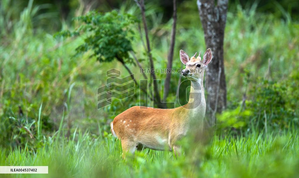 Eld s Deer At The Bangxi Provincial Nature Reserve - China