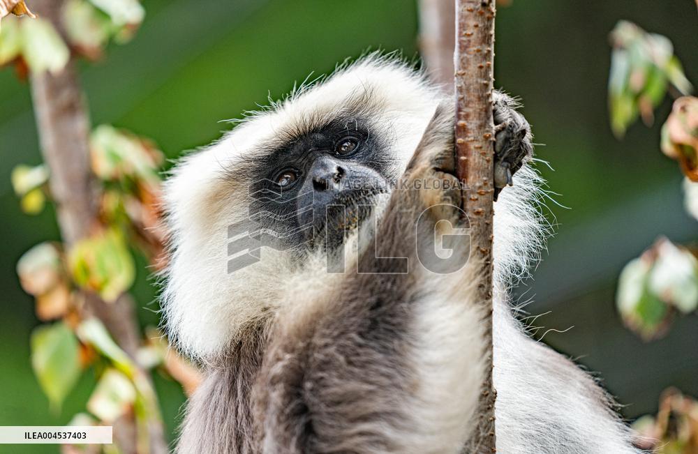 Himalayan Langurs - China