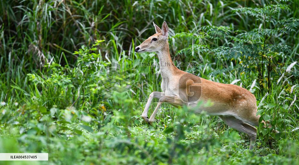 Eld s Deer At The Bangxi Provincial Nature Reserve - China
