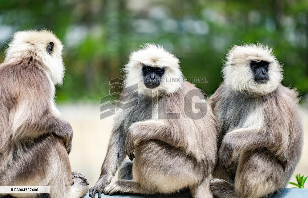 Himalayan Langurs - China
