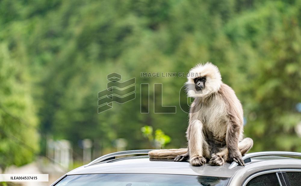Himalayan Langurs - China