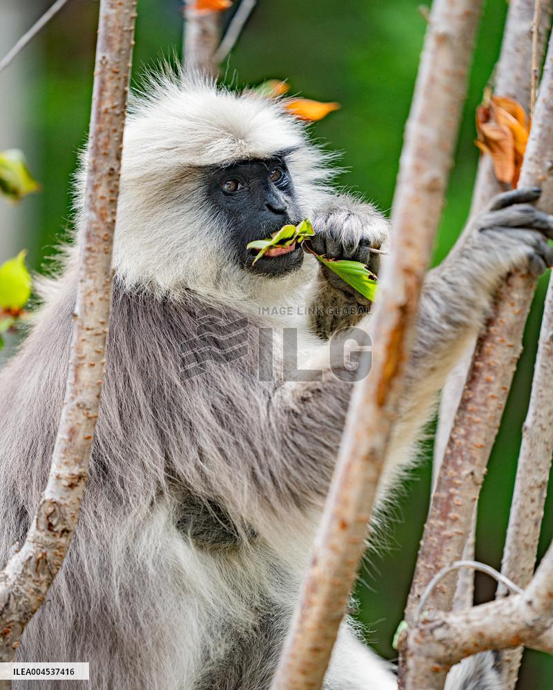 Himalayan Langurs - China