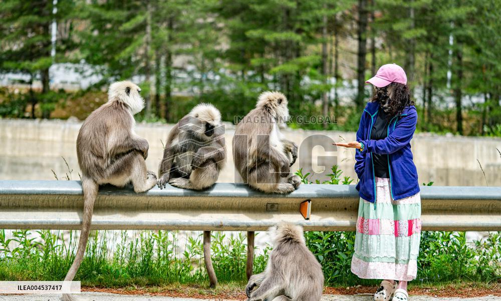 Himalayan Langurs - China