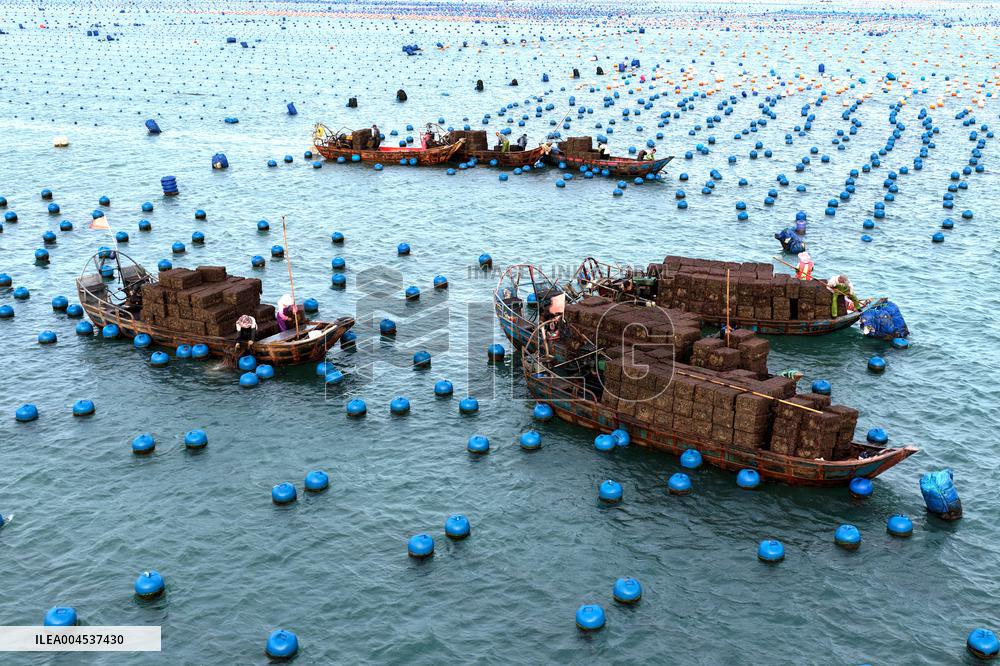 The Hometown of Abalone in China