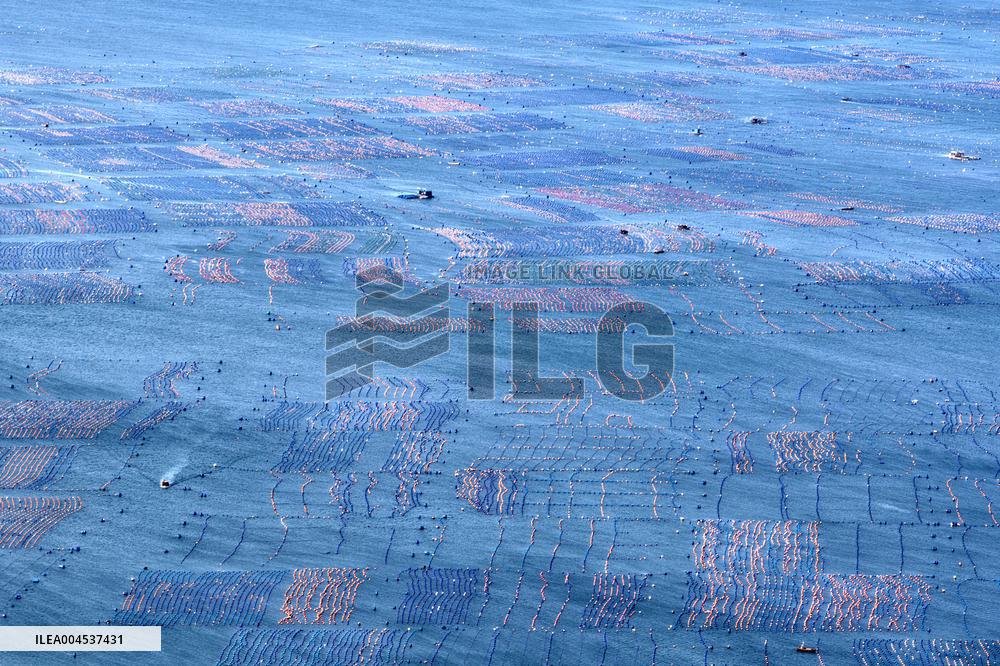 The Hometown of Abalone in China