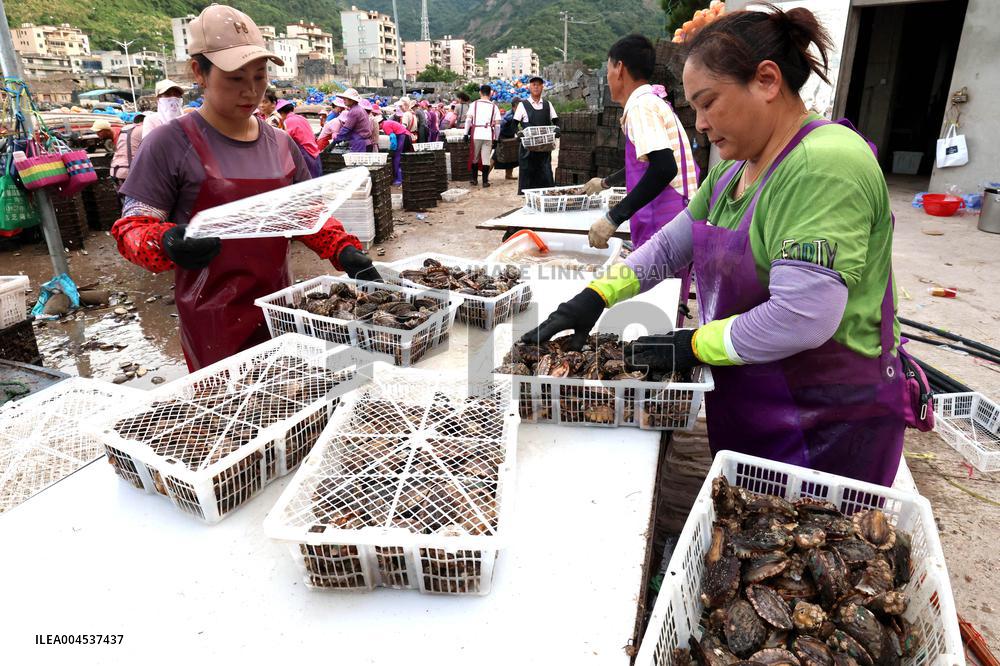 The Hometown of Abalone in China