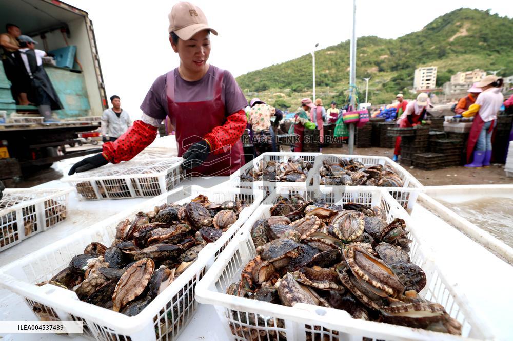 The Hometown of Abalone in China
