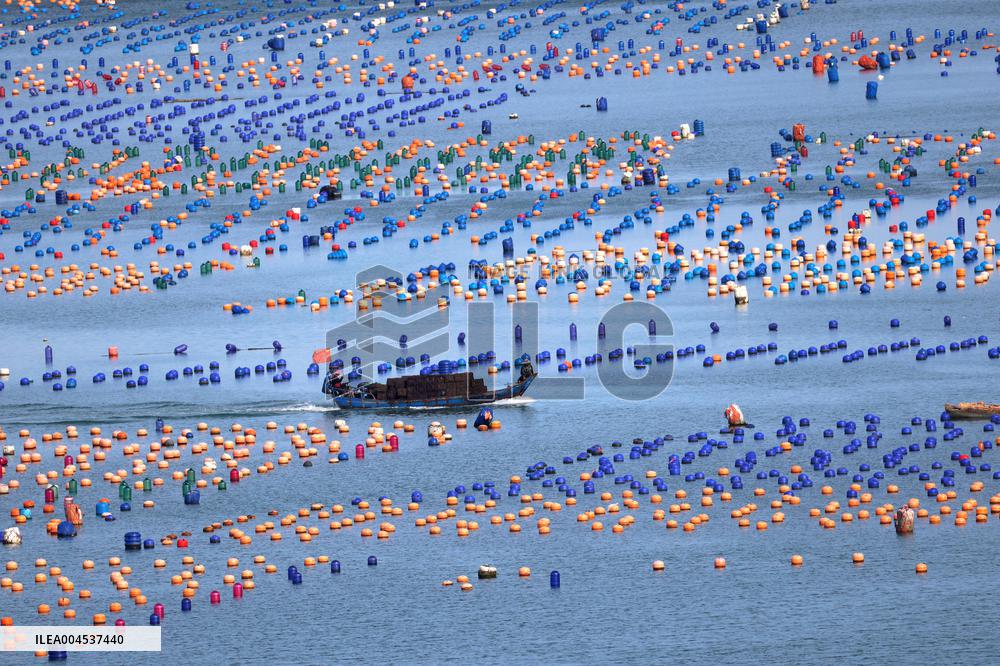 The Hometown of Abalone in China