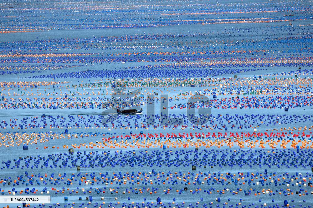 The Hometown of Abalone in China