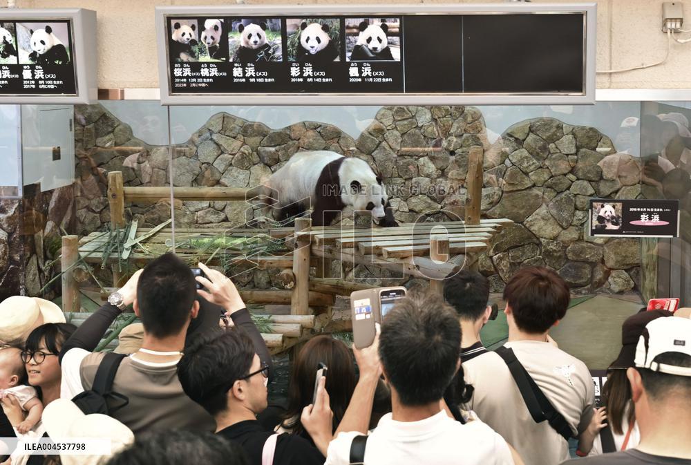 Giant panda at Adventure World