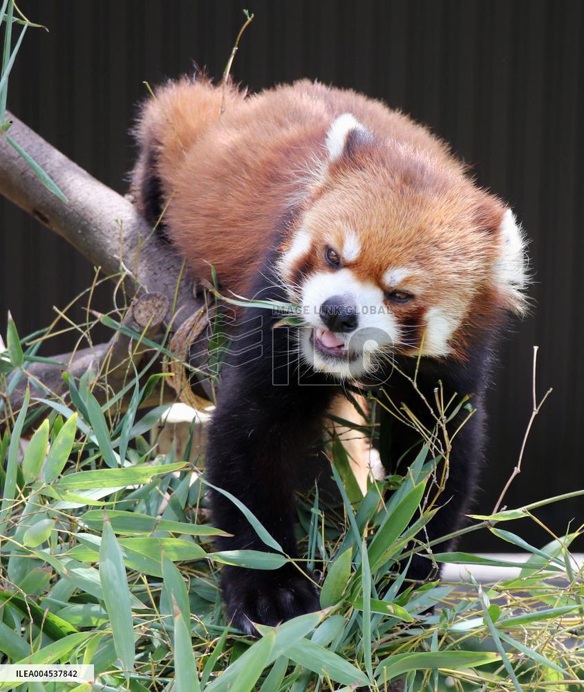 Red panda at zoo in central Japan