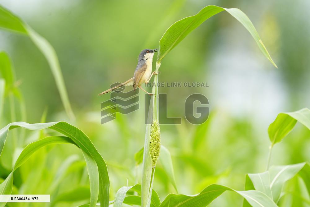 Small Song Bird of India - Ajmer