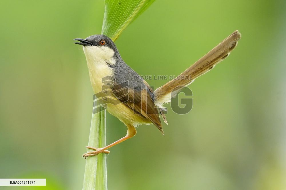Small Song Bird of India - Ajmer