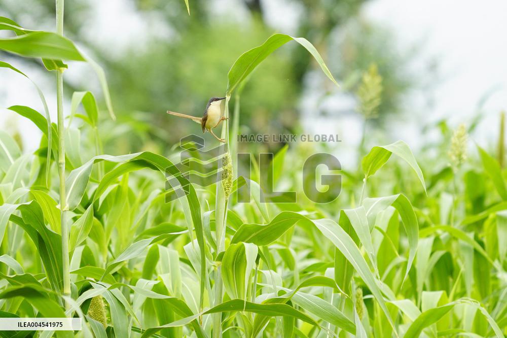 Small Song Bird of India - Ajmer
