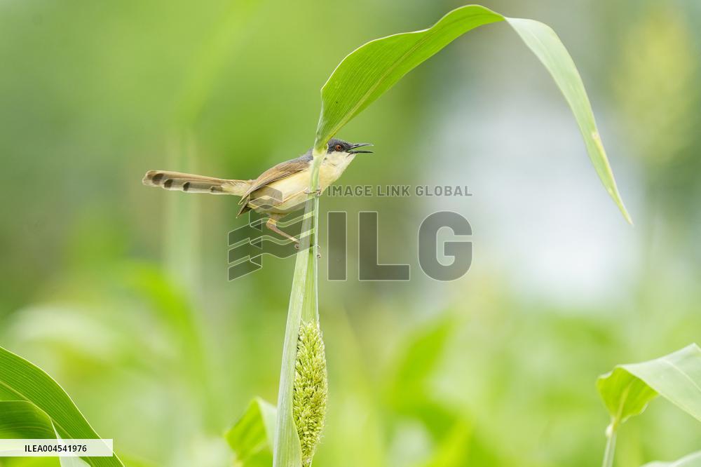 Small Song Bird of India - Ajmer
