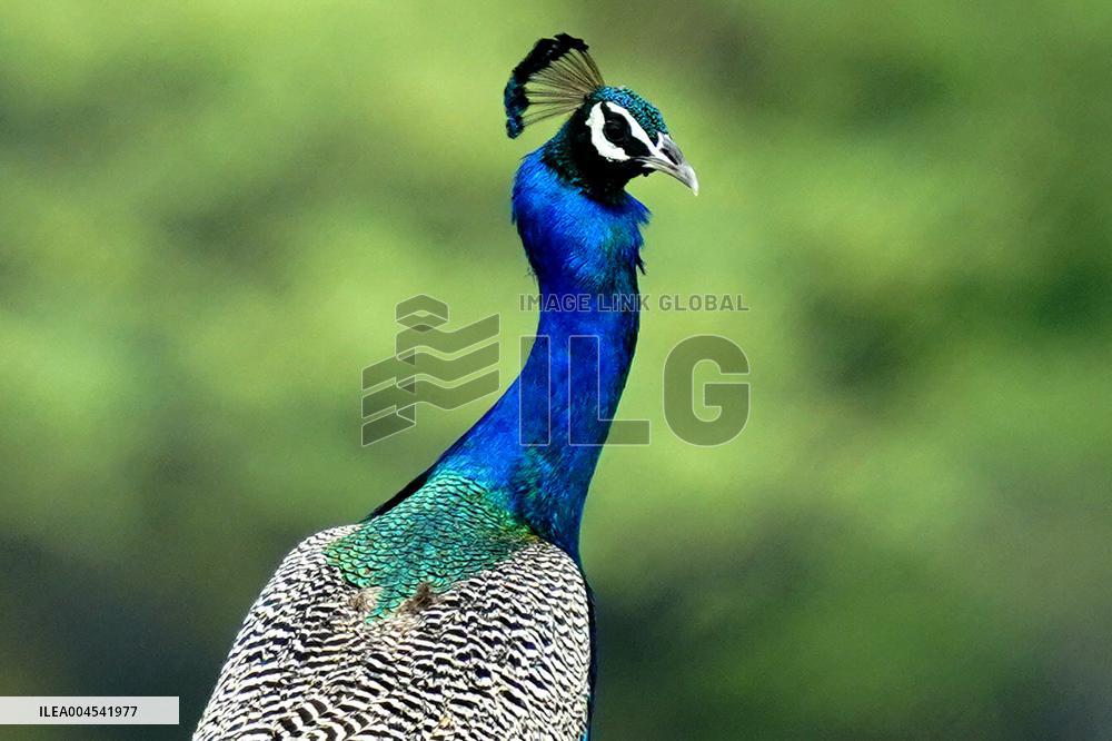 Peacock During the Monsoon Rain - India