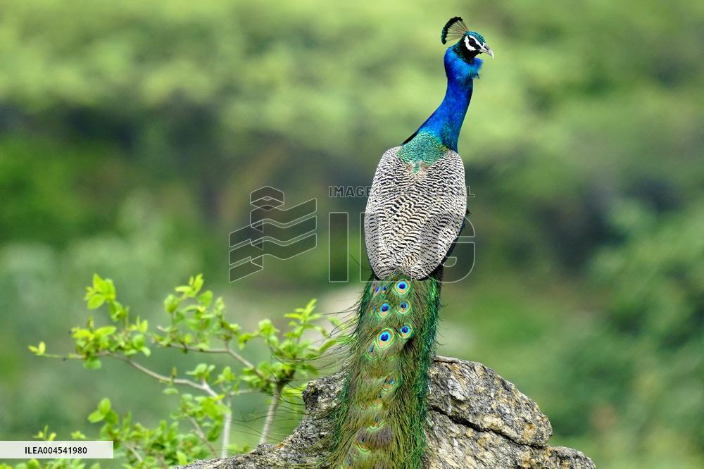 Peacock During the Monsoon Rain - India