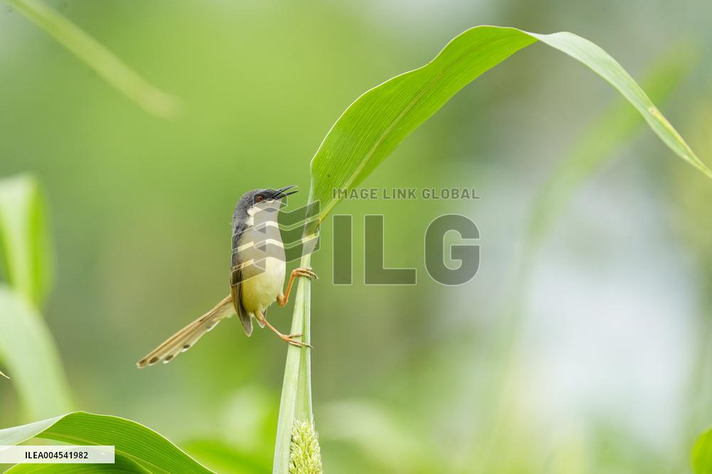 Small Song Bird of India - Ajmer