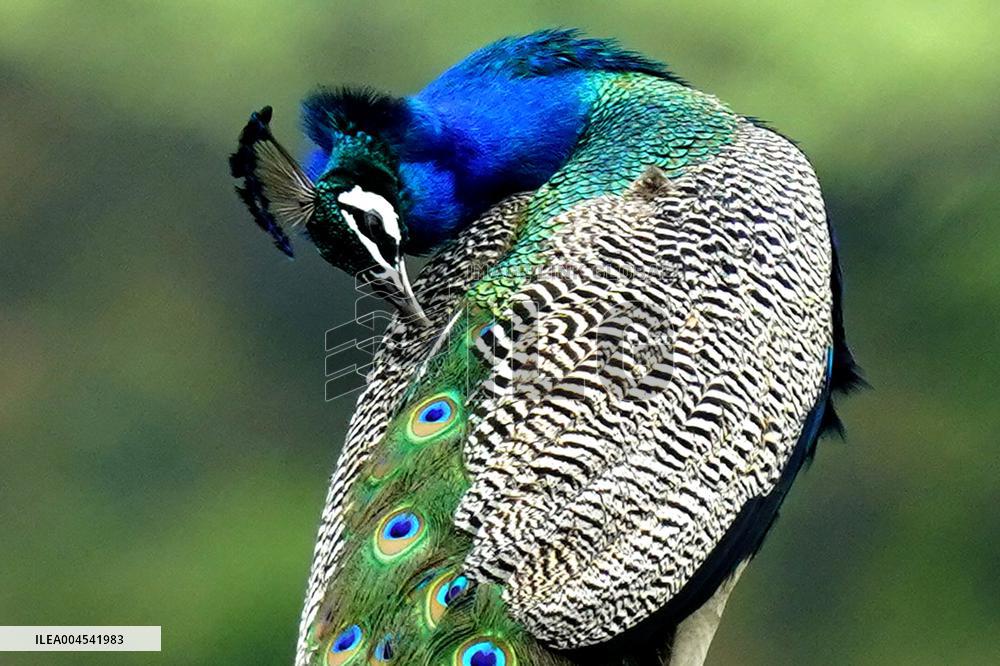 Peacock During the Monsoon Rain - India
