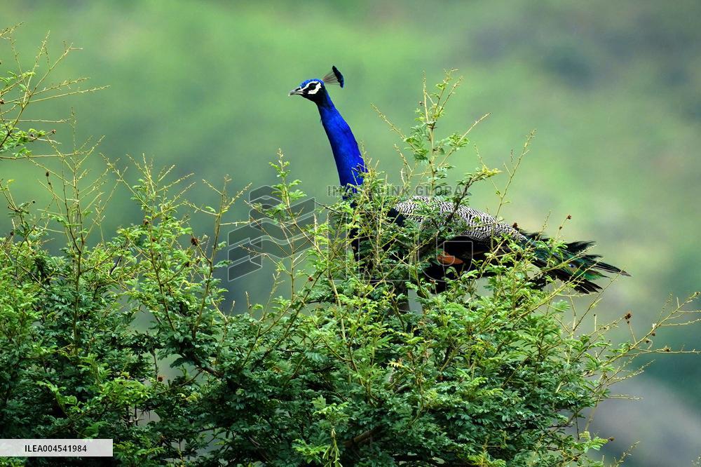Peacock During the Monsoon Rain - India