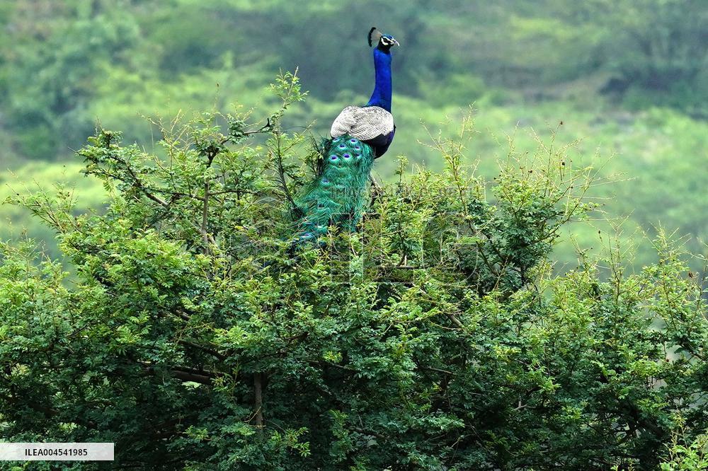 Peacock During the Monsoon Rain - India