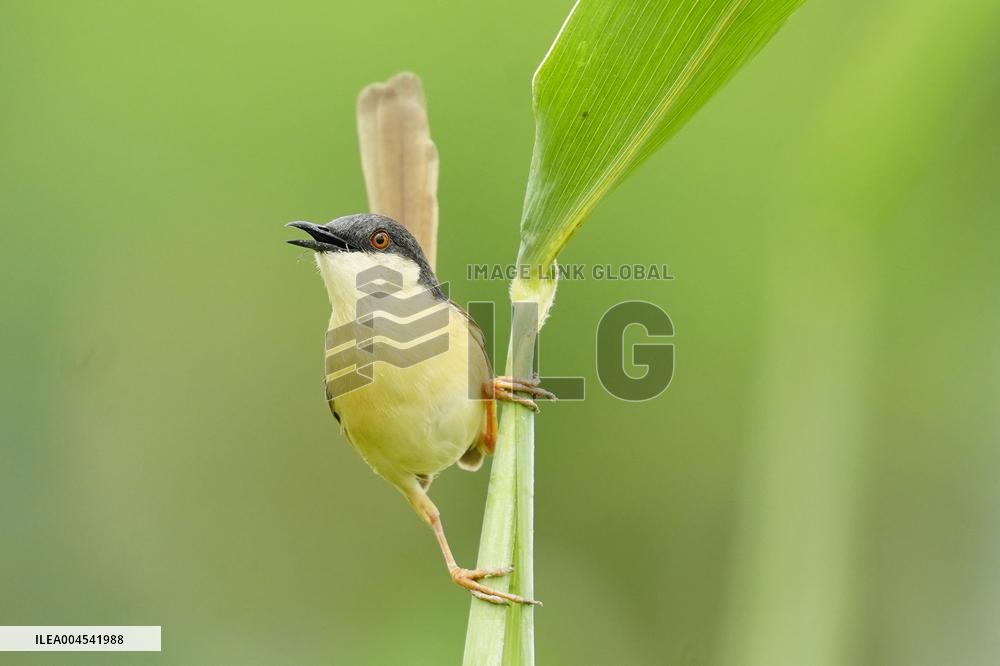 Small Song Bird of India - Ajmer