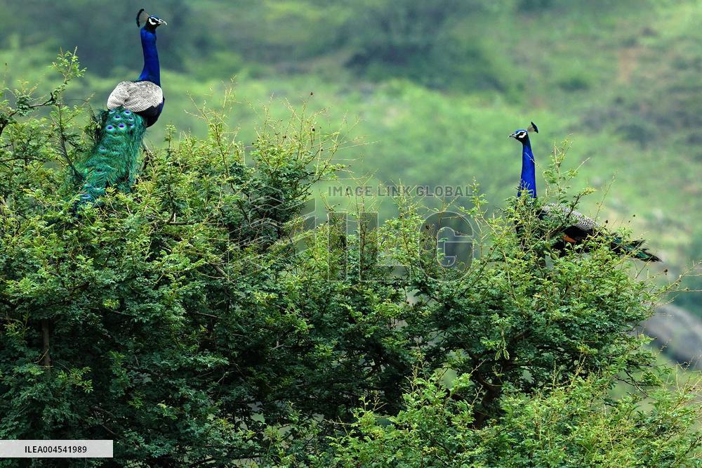 Peacock During the Monsoon Rain - India