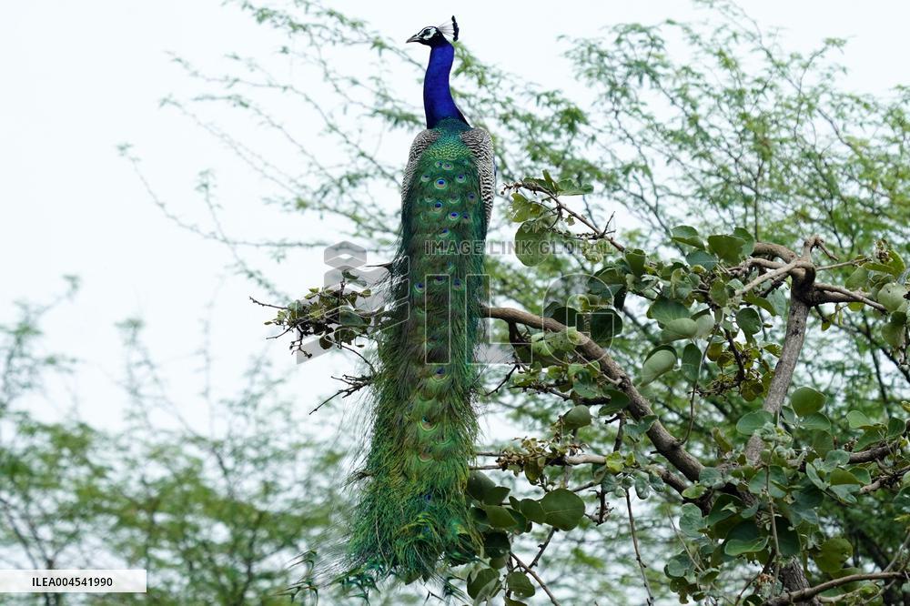 Peacock During the Monsoon Rain - India