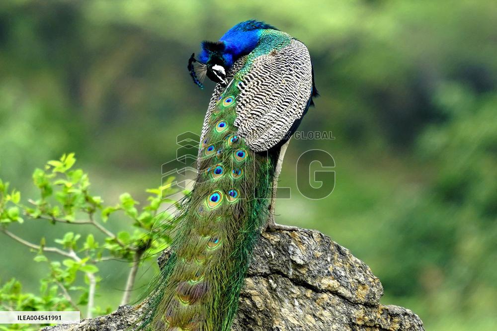 Peacock During the Monsoon Rain - India