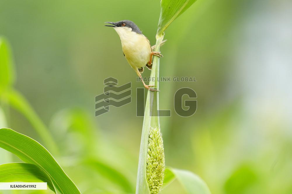 Small Song Bird of India - Ajmer
