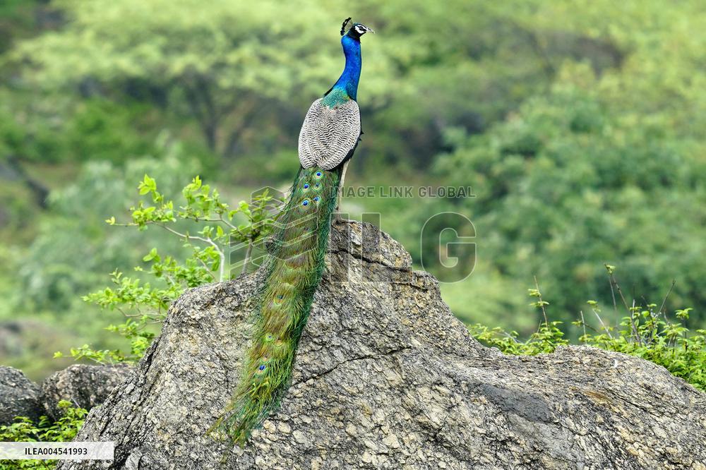 Peacock During the Monsoon Rain - India