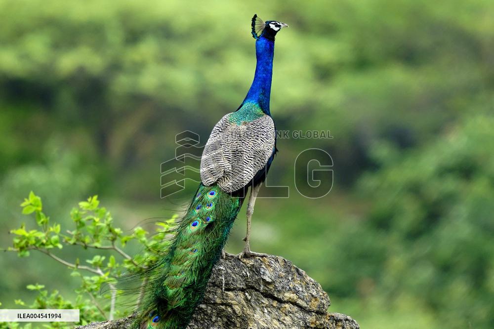 Peacock During the Monsoon Rain - India