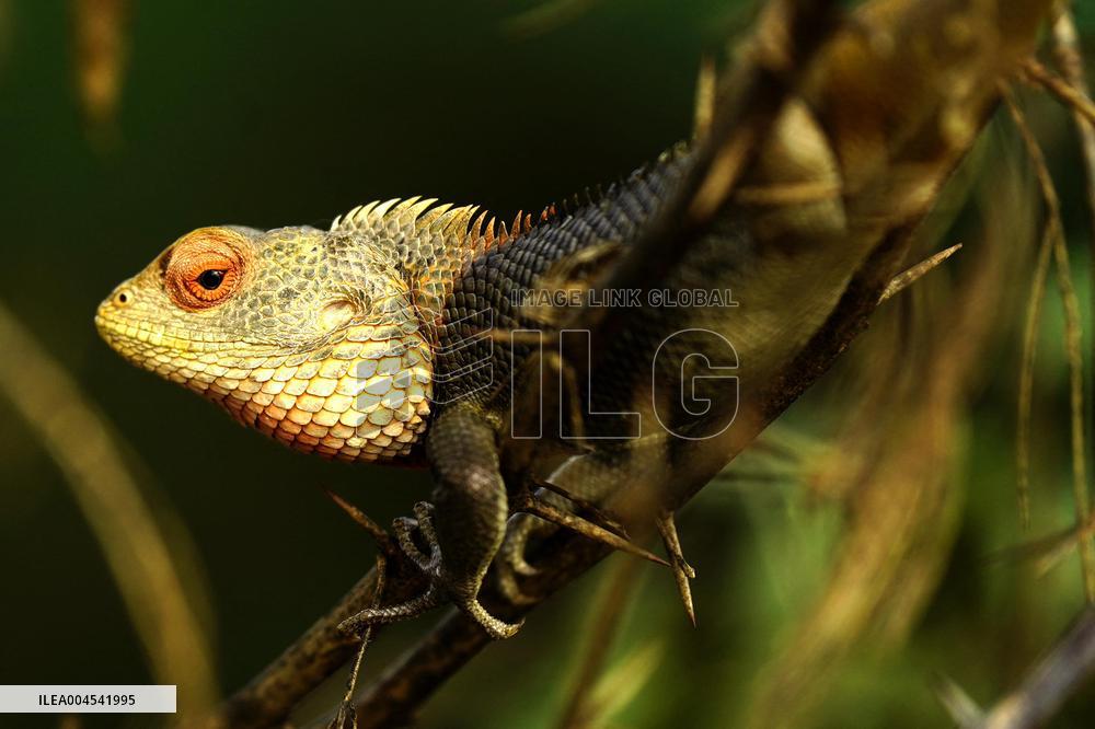Chameleon Is Seen During Monsoon Rain - India