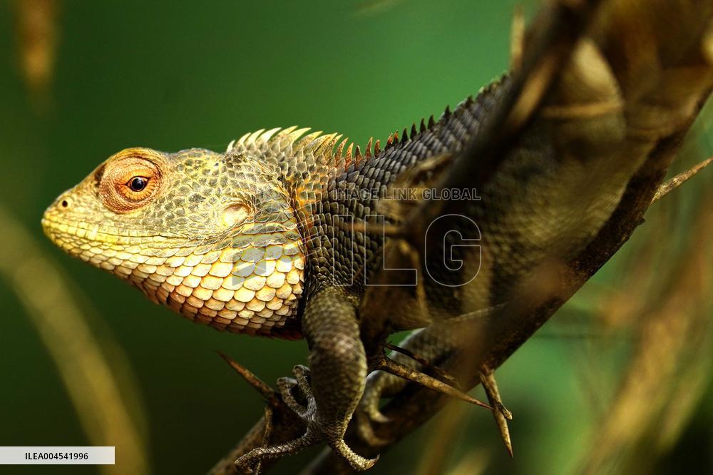 Chameleon Is Seen During Monsoon Rain - India