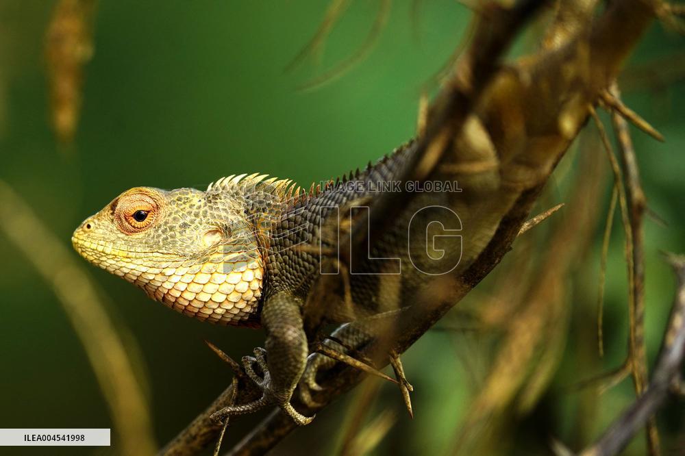 Chameleon Is Seen During Monsoon Rain - India