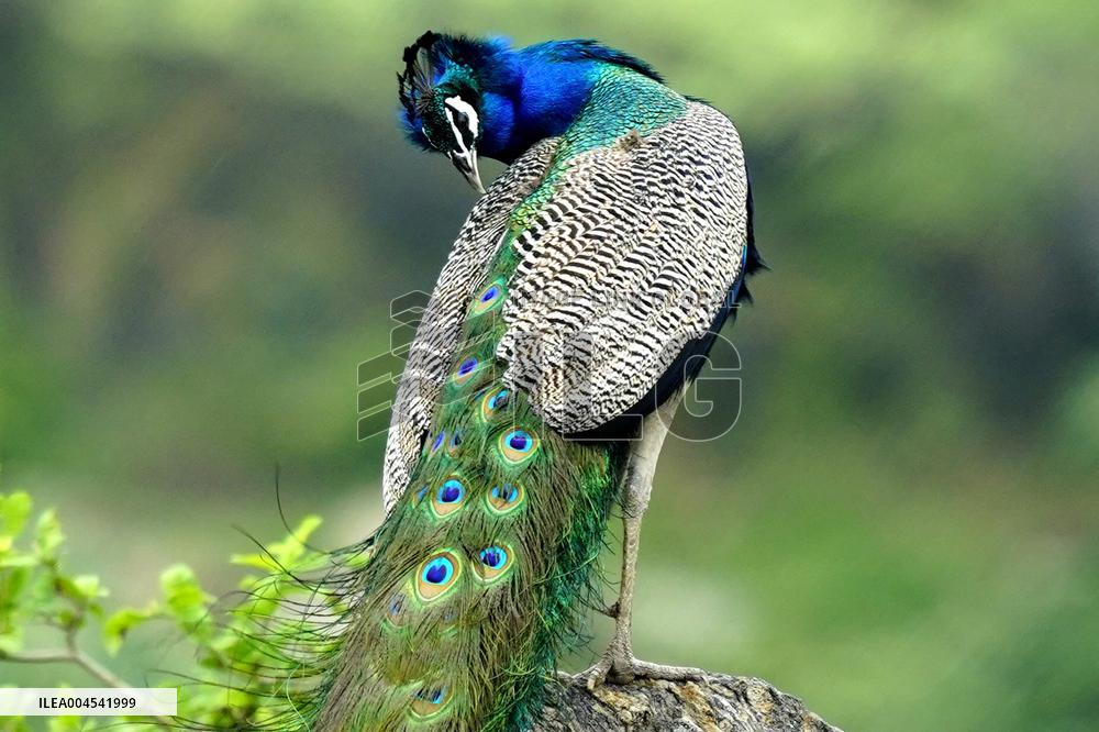 Peacock During the Monsoon Rain - India